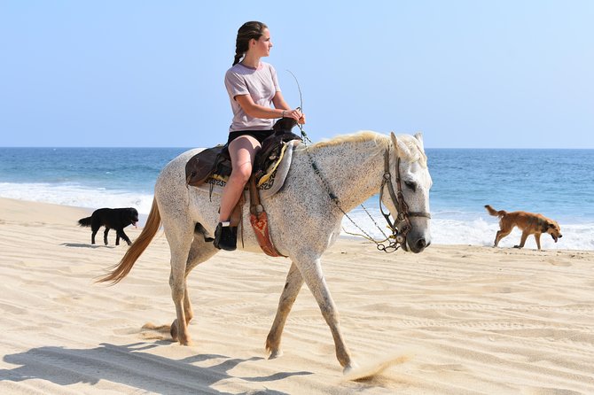 Cabo Desert Off-Road & Beach Horseback Combo and Tequila Tasting - What the day really takes from pickup to tasting