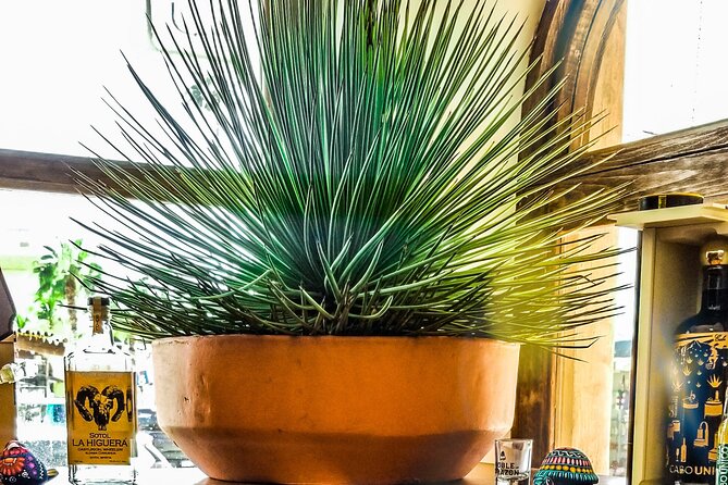 Cabo San Lucas Tequila Tasting Experience - Should You Book the Santos Destilados Experience?