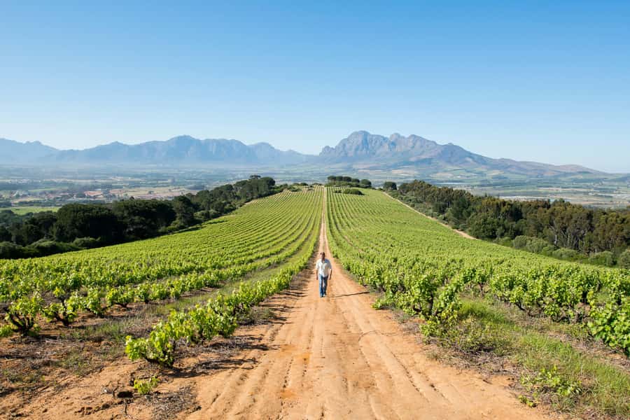 Cape Town: Full-Day Winelands Tour with Wine Tastings & Food - Key points at a glance