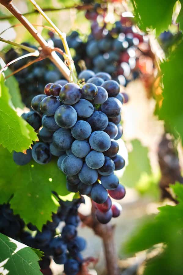 Cape Town: Full-Day Winelands Tour with Wine Tastings & Food - Stellenbosch and South African wine styles