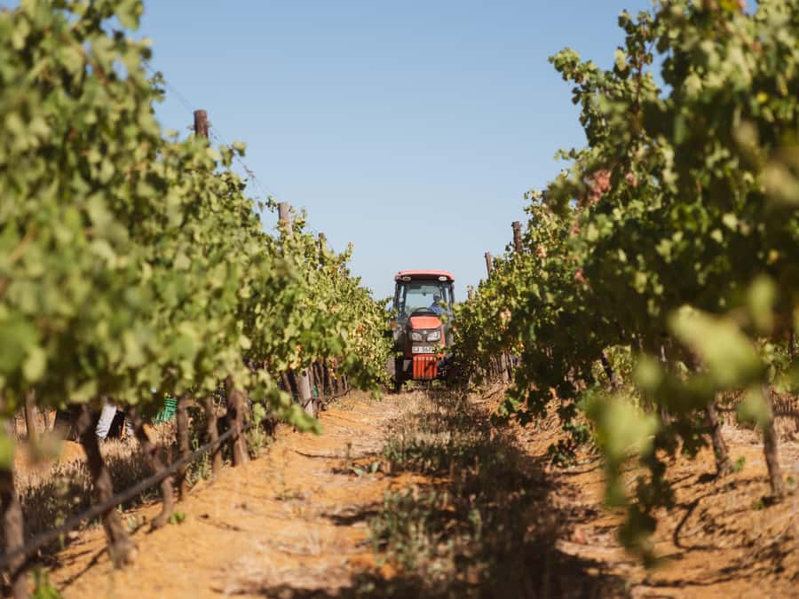 Cape Town: Full-Day Winelands Tour with Wine Tastings & Food - The guides make a real difference