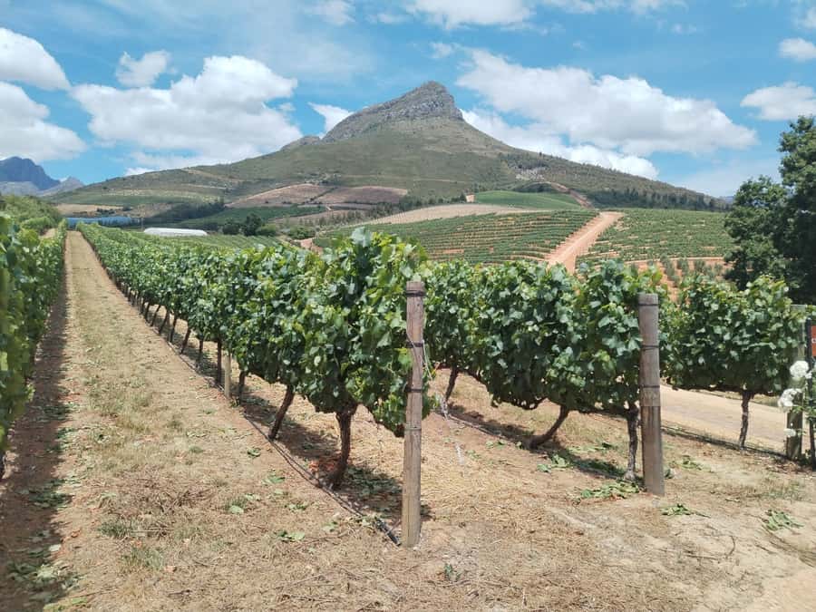 Cape Town: Stellenbosch, Franschhoek, Wine Tasting and Tram - Zevenwacht begins the tasting with cheese