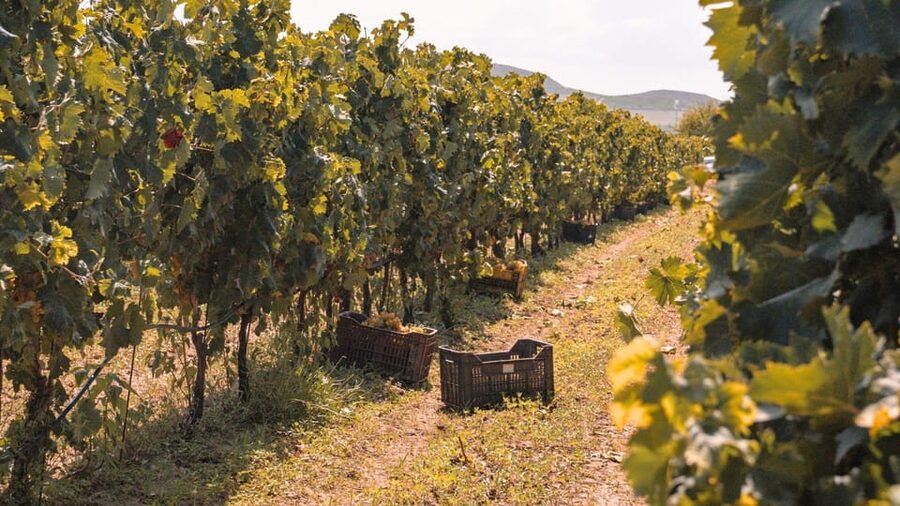 Castelsardo: visit a vineyard with wine tasting at sunset - Why this vineyard visit works so well at sunset