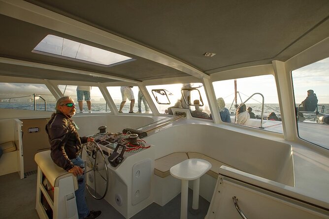 Catamaran Sunset Champagne Cruise Cape Town - Wildlife is a bonus, not a promise