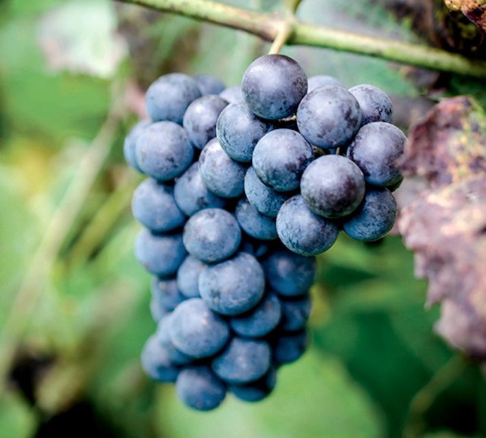 Champagne: Canard-Duchêne Champagne House Tour - Who will get the most from this visit