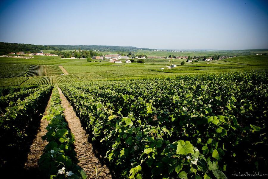Champagne: Canard-Duchêne Champagne House Tour - Canard-Duchêne compared with longer Champagne outings