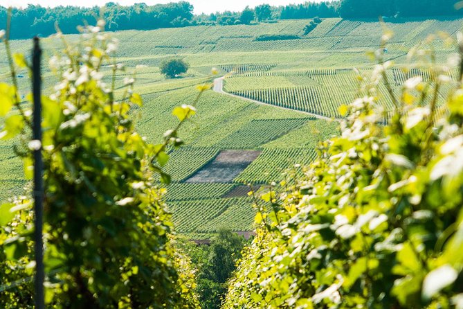 Champagne Day Trip with 6 Tastings, Reims and Winery from Paris - Hautvillers and the story of Dom Pérignon