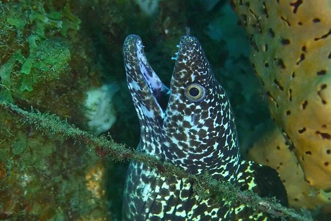 Champagne Reef, Bubble Beach and Scotts Head Snorkeling tour by boat in Dominica - Why Champagne Reef is the real reason to book