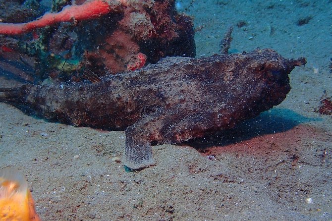 Champagne Reef, Bubble Beach and Scotts Head Snorkeling tour by boat in Dominica - Bubble Beach turns snorkeling into a natural spa