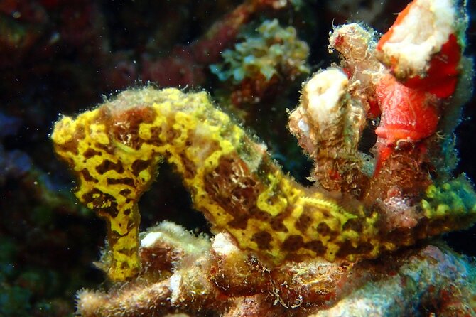 Champagne Reef, Bubble Beach and Scotts Head Snorkeling tour by boat in Dominica - Cruise passengers get a useful afternoon window