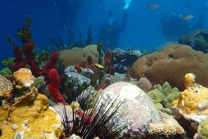 Champagne Reef, Bubble Beach and Scotts Head Snorkeling tour by boat in Dominica - Is $89 a fair price?