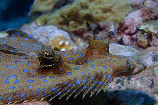 Champagne Reef, Bubble Beach and Scotts Head Snorkeling tour by boat in Dominica - The one-hour first stop has a relaxed rhythm