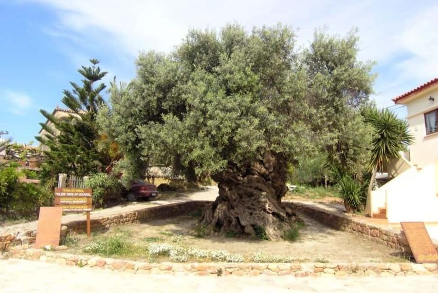 Chania Area: Food Tasting Tour with Winery Visit - What the tasting is really like