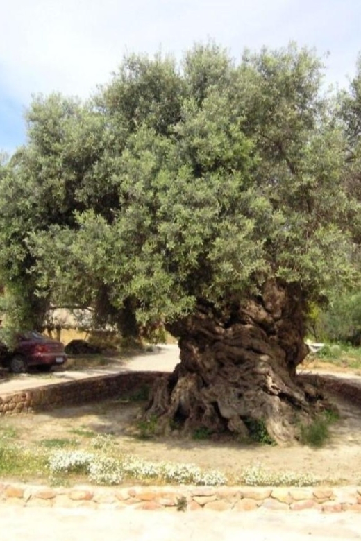 Chania Area: Food Tasting Tour with Winery Visit - Who should book it?