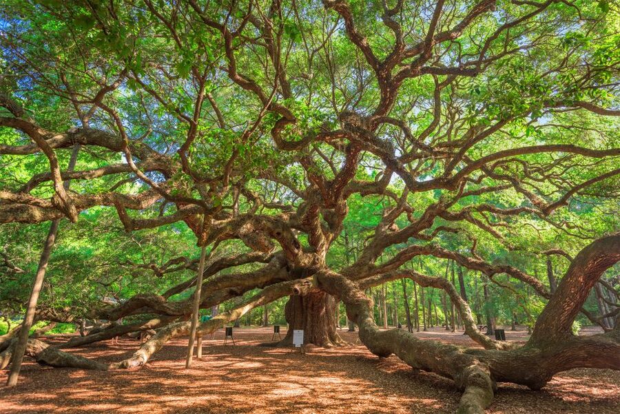 Charleston: Wadmalaw Island Wine Tasting and Tea Garden Trip - Key points to know before booking