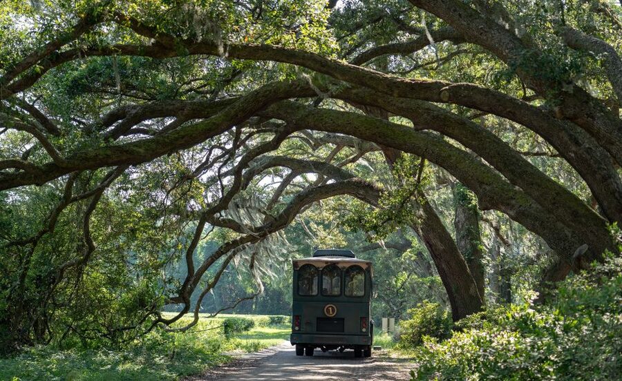 Charleston: Wadmalaw Island Wine Tasting and Tea Garden Trip - Angel Oak Park and a tree with enormous reach