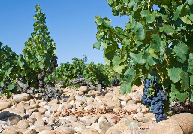 Châteauneuf du Pape Wine Day Tasting Tour including Lunch from Avignon - Key points at a glance