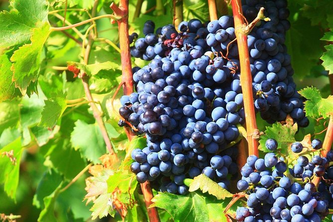 Châteauneuf du Pape Wine Day Tasting Tour including Lunch from Avignon - Should you book this Châteauneuf-du-Pape tour?