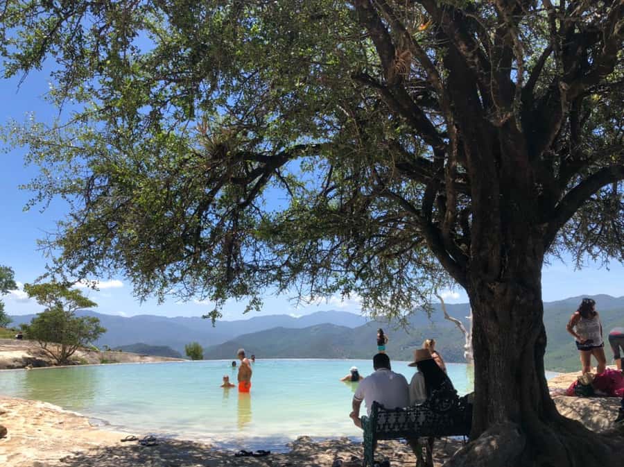 Check out Hierve el Agua, Mitla, the Tule Tree, Rugs, and a Mezcal Distillery Tour - Starting with the giant Tule Tree
