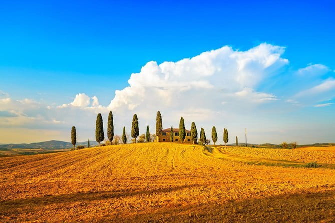 Chianti Vineyards Escape from Florence with Two Wine Tastings - Wine, olive oil, and food pairings