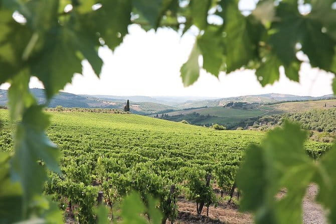 Chianti Wine Tour from Florence - Who will enjoy this Chianti tour?