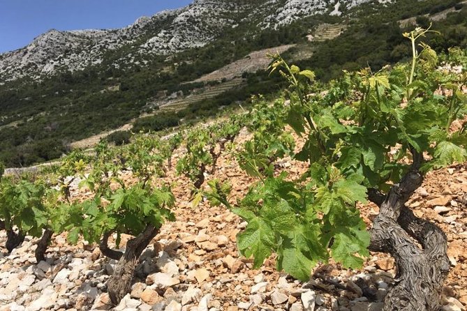 Classic Tour with Wine Tastings from Dubrovnik - The drive from Dubrovnik to the peninsula