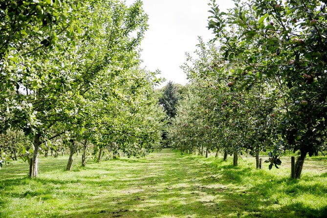 Classic Vineyard Distillery Tour and Tasting Experience in Jersey - Key points before you book