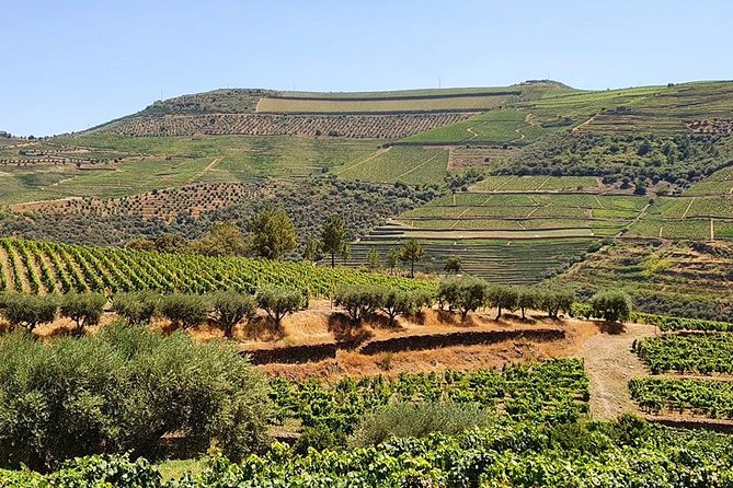 Complete Douro Valley Wine Tour with Lunch, Wine Tastings and River Cruise - Lunch with Douro wine