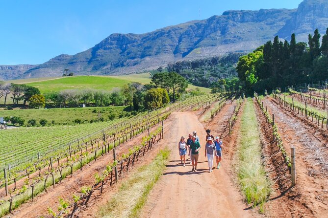 Constantia Wine Walk Storytelling Vineyard Tour with Lunch - Why this Constantia walk feels different