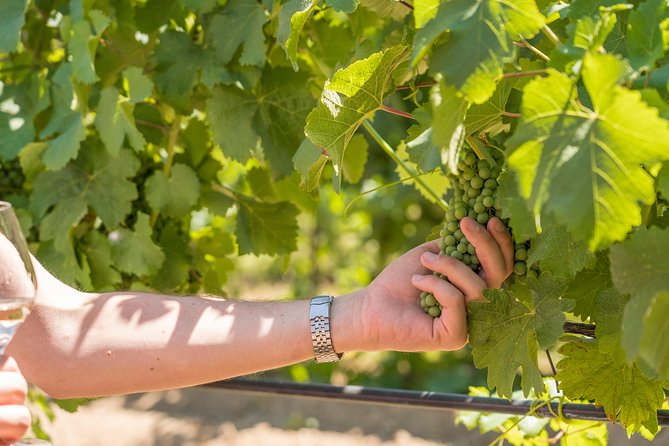 Cotes de Provence Wine Tour from Aix-en-Provence - The wines: more than just famous Provence rosé