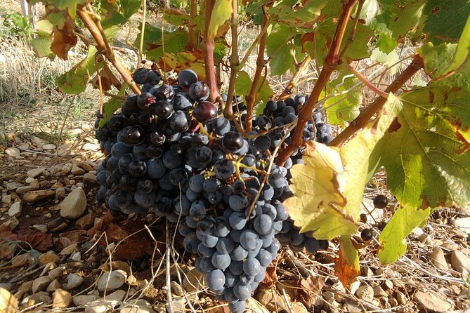 Cotes de Provence Wine Tour from Aix-en-Provence - Timing, group size, and practical limits