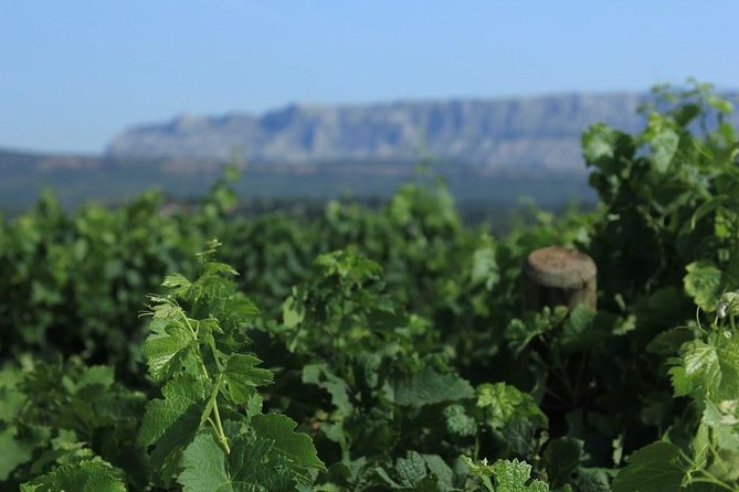 Cotes de Provence Wine Tour from Aix-en-Provence - Stop one: Mas de Cadenet or another Provençal estate