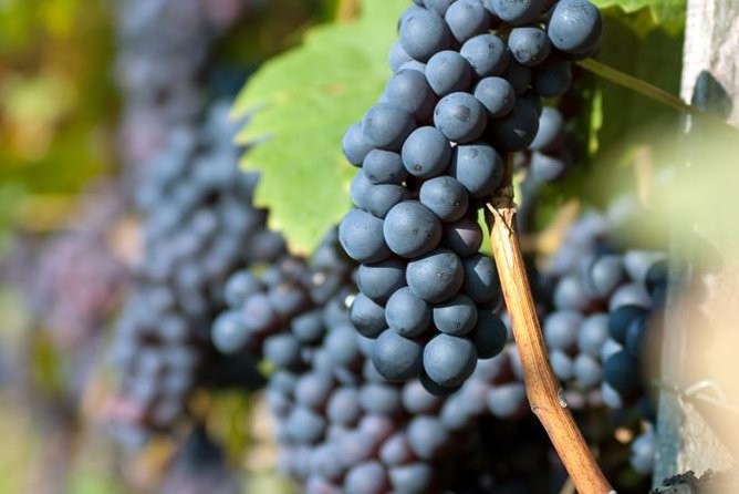 Countryside Half-day Gastro-Wine Tour from Budapest Meal & pickup - What the full afternoon tour adds