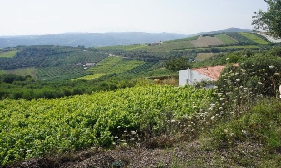 Crete: Full-Day Cretan Wines, Olive Oil, Raki and Food Tour - A long lunch in a traditional village