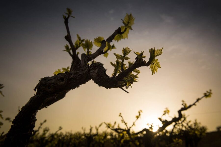 Crete: Olive, Wine, & Raki on a Flavorful Culinary Journey - Skalani: walking through the olive grove and mill