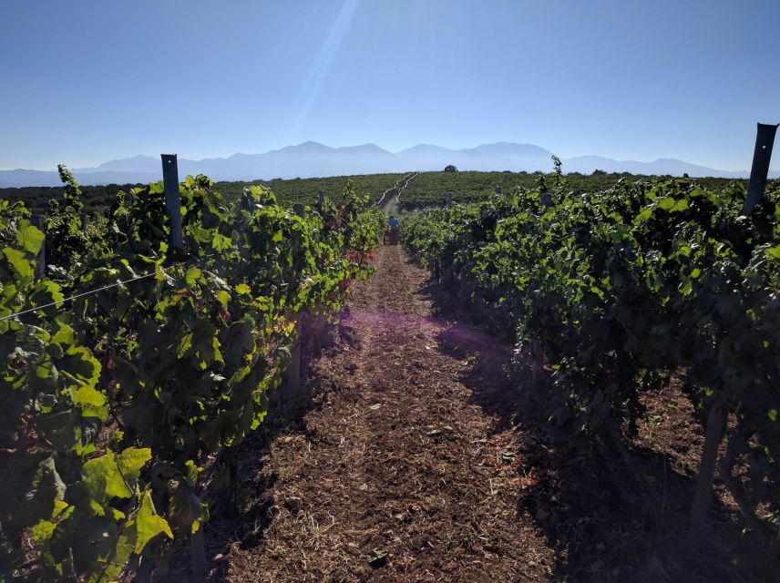 Crete: Olive, Wine, & Raki on a Flavorful Culinary Journey - Stironas: wine, raki, and a look at local production
