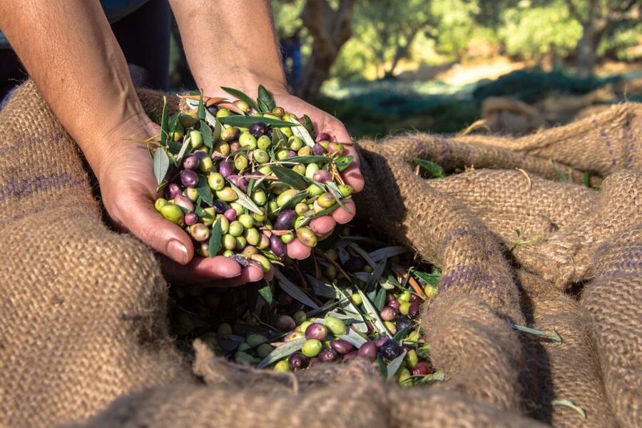 Crete: Olive, Wine, & Raki on a Flavorful Culinary Journey - The guides shape the day