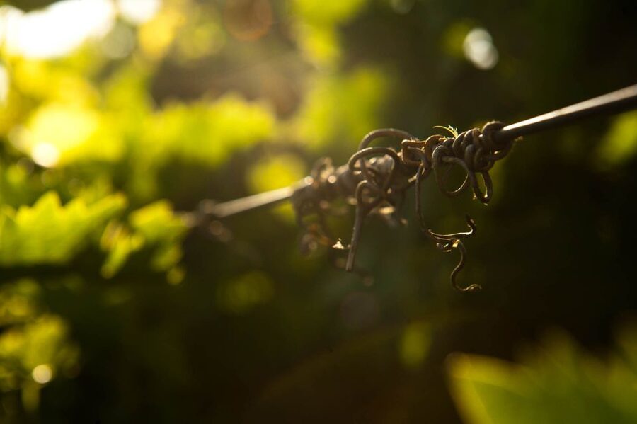 Crete: Olive, Wine, & Raki on a Flavorful Culinary Journey - Who will enjoy this Cretan food day