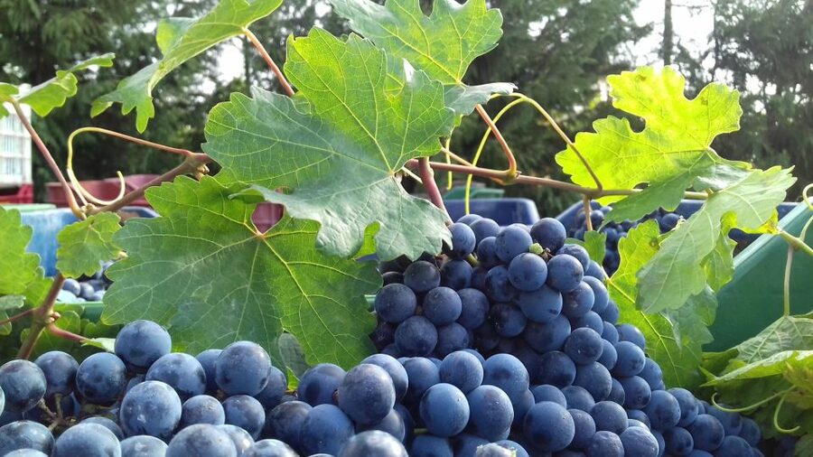 Crete: Olive, Wine, & Raki on a Flavorful Culinary Journey - From your accommodation to Skalani by comfortable SUV