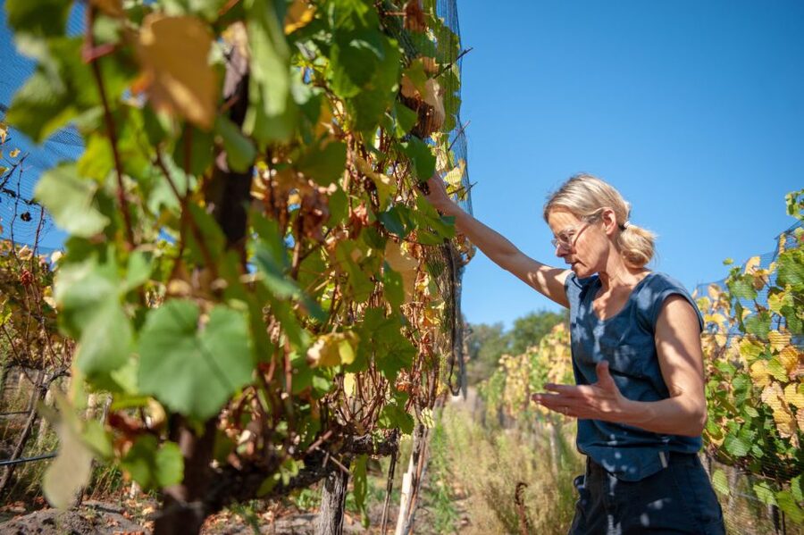 Crete Private Tour: The Secrets of Wine, Olives & Honey - Why this tour gets beyond the Rethimno beach strip