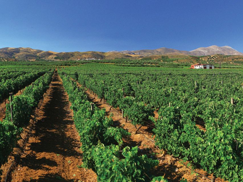 Crete Private Tour: The Secrets of Wine, Olives & Honey - Who will get the most from this experience