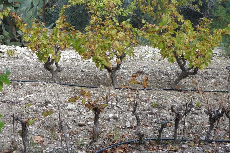 Cyprus: Troodos Mountain Food & Wine Tasting Tour with Lunch - Tasting Cyprus one producer at a time