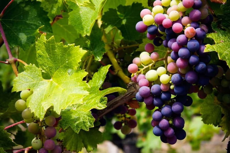 Cyprus: Troodos Mountain Wine Tour with a Local - Boutique wineries and Cyprus in a glass
