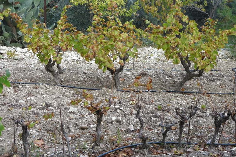 Cyprus: Troodos Mountain Wine Tour with a Local - Who should book this day?