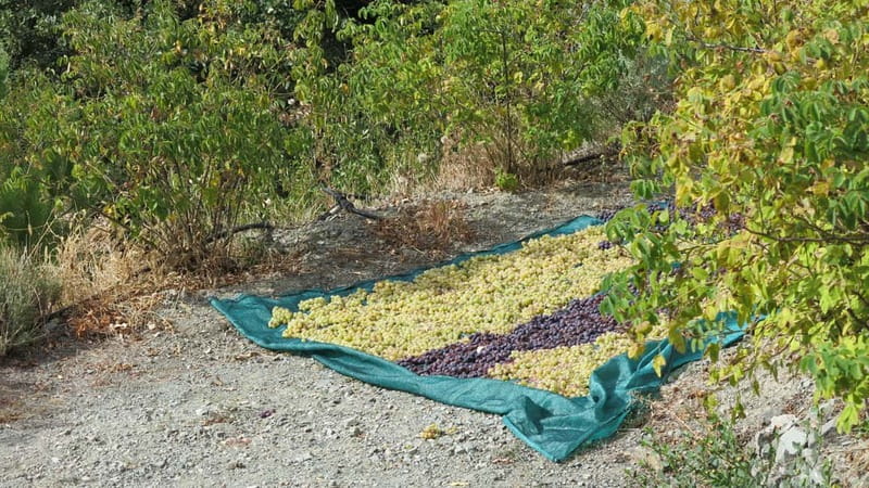 Cyprus: Troodos Mountains Villages and Wineries Tour - Three wineries, one long day in the Troodos Mountains