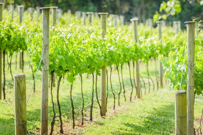 Deluxe Wine Tour to Tamborine Mountain, includes two course lunch - Witches Falls Winery starts the tasting