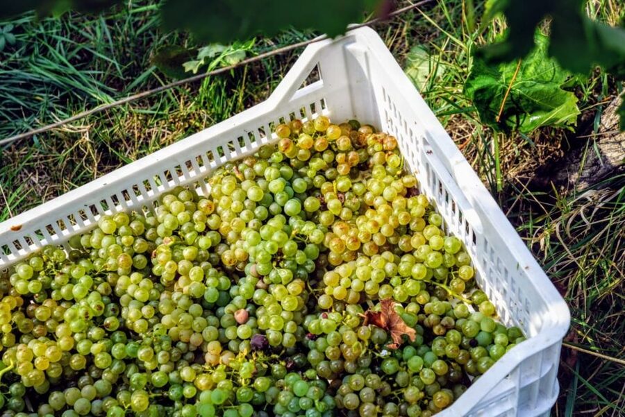 Desenzano: Lugana Wine-Tasting and Vineyard Tour - Is two hours enough?