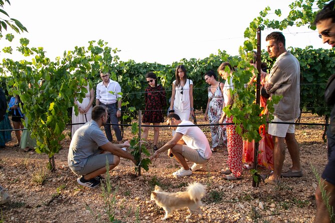 Dinner in the vineyard with wine tasting and walk - A vineyard evening rooted in Apulian food