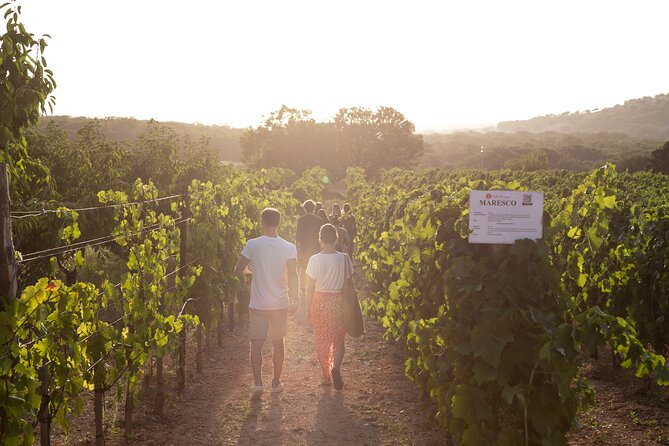 Dinner in the vineyard with wine tasting and walk - Finding Vigna il Castagno near Martina Franca