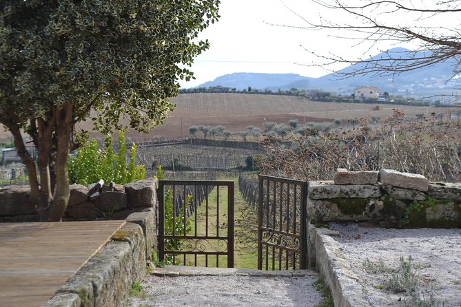 Douro Valley Tour: 2 Vineyard Visits, River Cruise, Winery Lunch - Sabrosa lunch at a second winery